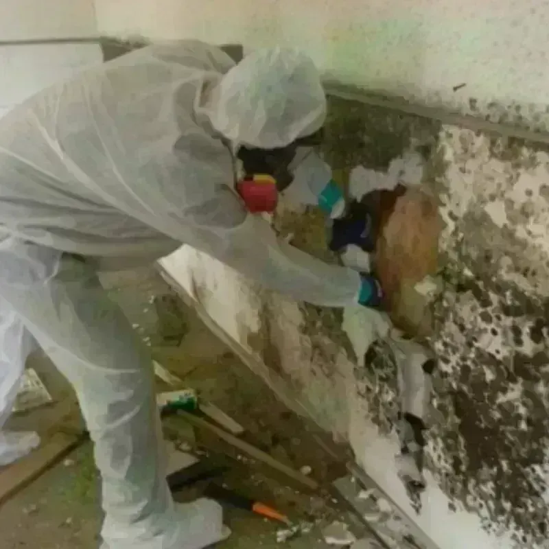 Mold Remediation and Removal in Lexington County, SC